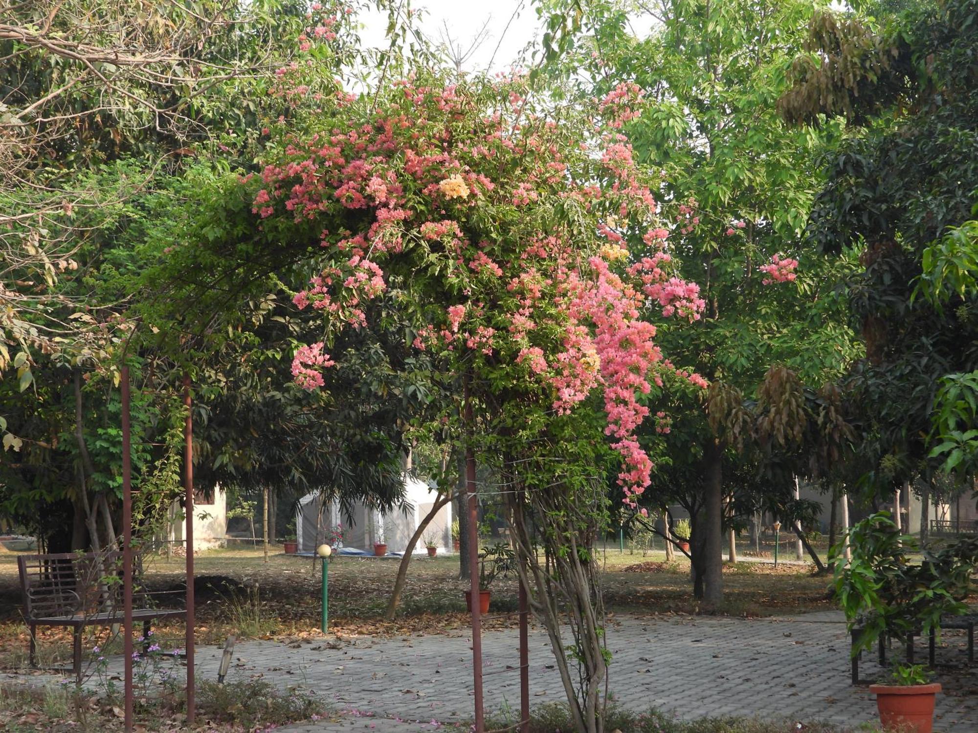 Lumbini Buddha Garden Resort Kültér fotó